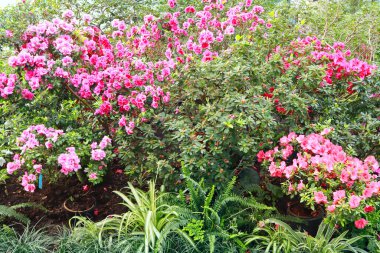 Serada pembe Rhododendron (açelya) manzarası