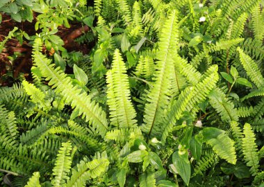 Matteuccia struthiopteris 'in yakın görüntüsü