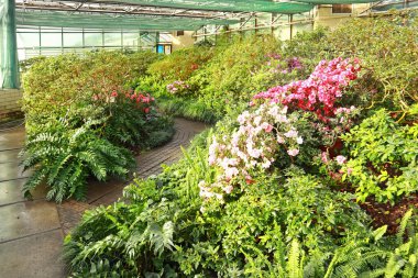 Serada pembe Rhododendron (açelya) manzarası