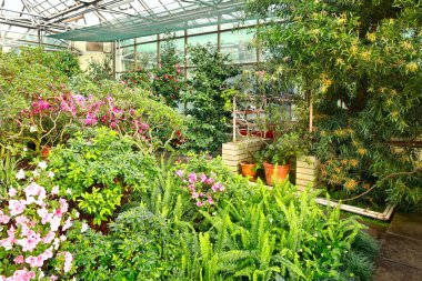 Serada pembe Rhododendron (açelya) manzarası