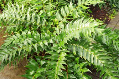Close up view of Cyrtomium falcatum or Japanese holly fern