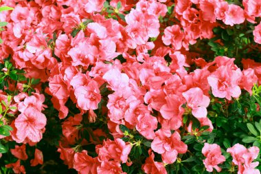 Seradaki pembe Rhododendron (açelya) manzarasını kapat