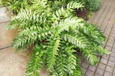 Close up view of Cyrtomium falcatum or Japanese holly fern