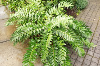 Close up view of Cyrtomium falcatum or Japanese holly fern clipart