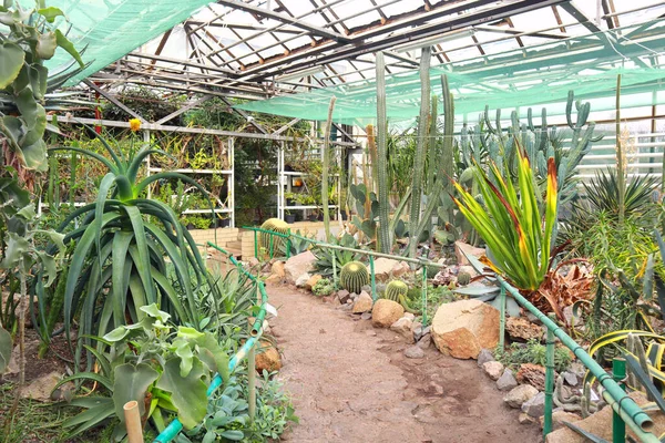 Group of cactus species and agave in greenhouse