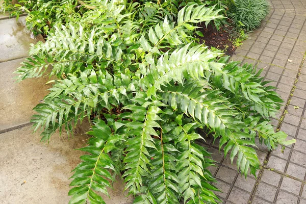 stock image Close up view of Cyrtomium falcatum or Japanese holly fern