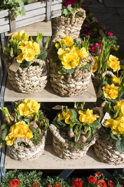 Yellow flowers for sale in the flower store in Europe