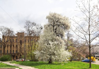 Ukrayna, Kyiv 'deki Igor Sikorsky Ulusal Teknik Üniversitesi Politeknik Enstitüsü