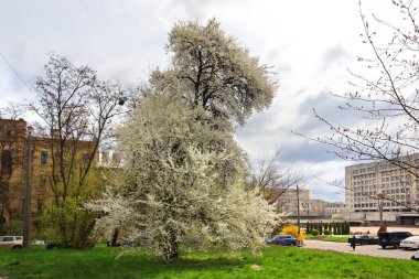  Bahar zamanı açan beyaz kiraz ağacı