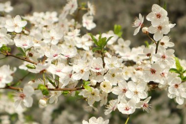Bahar zamanı açan beyaz kiraz ağacı