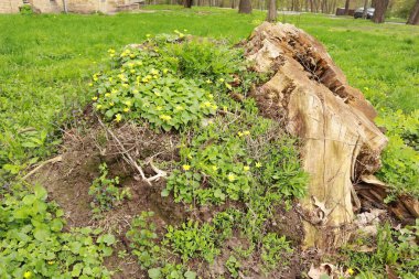 Güzel, kuru, sarı çiçekli ölü bir çıkmazın yakın görüntüsü.
