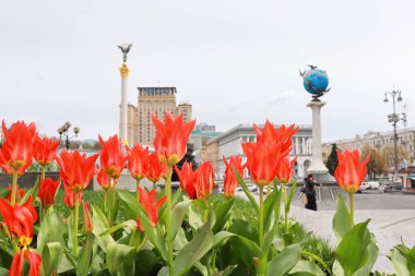 Ukrayna 'nın başkenti Kyiv' de çiçek açan lalelerle Bağımsızlık Meydanı