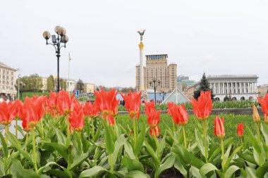Ukrayna 'nın başkenti Kyiv' de çiçek açan lalelerle Bağımsızlık Meydanı