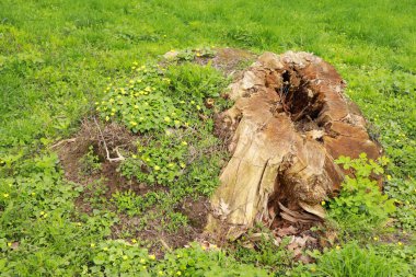 Güzel, kuru, sarı çiçekli ölü bir çıkmazın yakın görüntüsü.