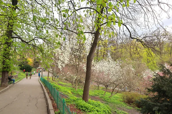 Magnolia Floreciente Jardín Botánico Fomin Kiev Ucrania — Foto de Stock