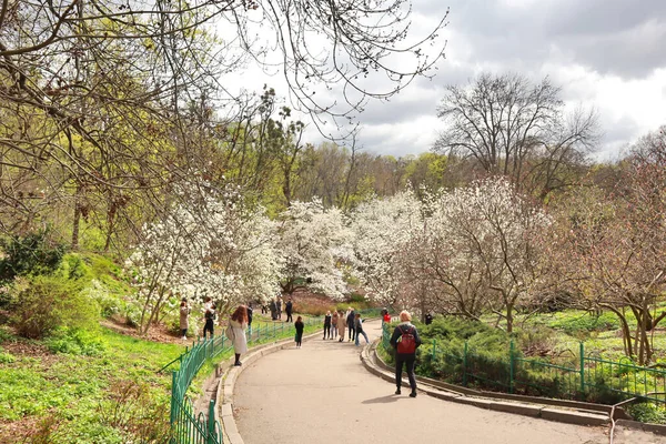 Magnolia Fleurs Dans Jardin Botanique Fomin Kiev Ukraine — Photo