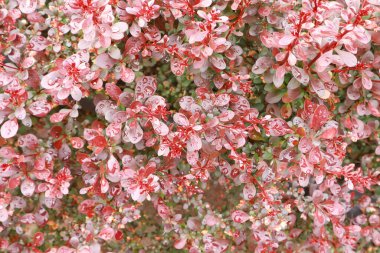 Berberis Thunbergii 'nin yakın görüntüsü 