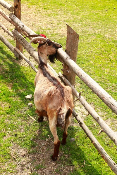 Portret Goat Zoological Garden — Stock Photo, Image