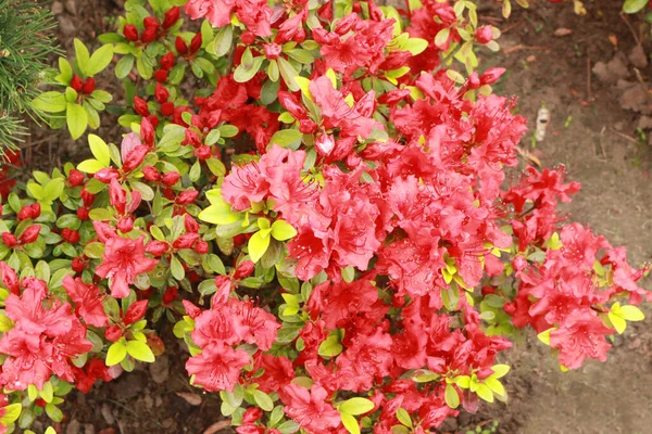 Close Zicht Rode Rhododendron Azalea Kas — Stockfoto