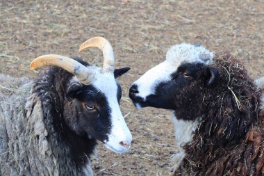 Saint Jacob's sheeps - ancient and rare breed