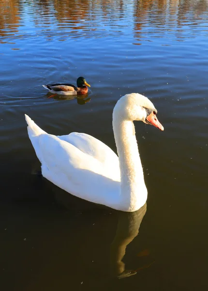 Swan Lake Sunny Day — Foto Stock