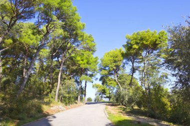 Hırvatistan 'ın Split kentindeki Marjan Ormanı