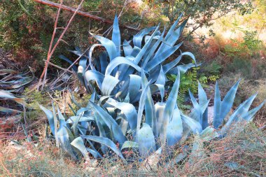 Close up view of Agave americana