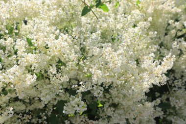  Fallopia baldschuanica 'nın (veya Baljuan karabuğdayının) yakın görüntüsü)