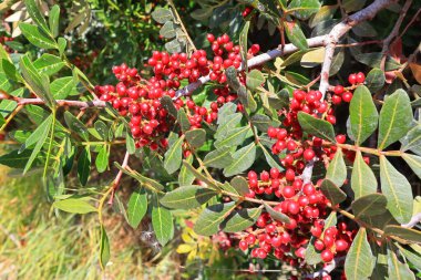 Pistacia mercimeğinin yakın görüntüsü