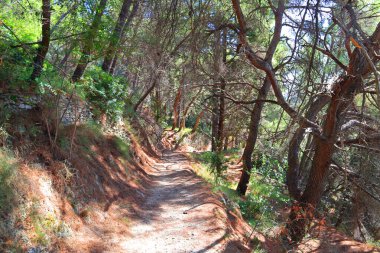  Hırvatistan 'ın Split kentindeki Forest Park Marjan Yolu