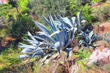 Close up view of Agave americana