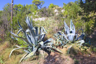 Close up view of Agave americana