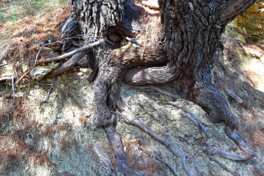  Hırvatistan 'ın Split kentindeki Marjan Ormanı' nda yaşlı ağaçların kökleri