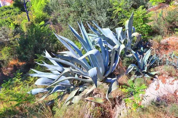 Agave Americana 'nın yakın görüntüsü