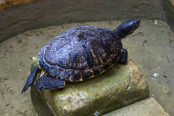 Sudaki kaplumbağanın yakın görüntüsü