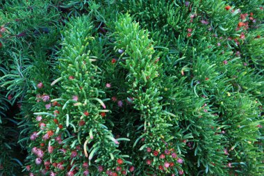 Limbar krithmoidlerinin görüntüsünü kapat 