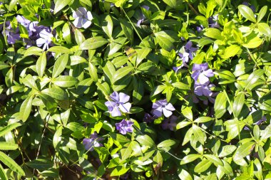 Vinca minör veya Periwinkle geniş görünümü