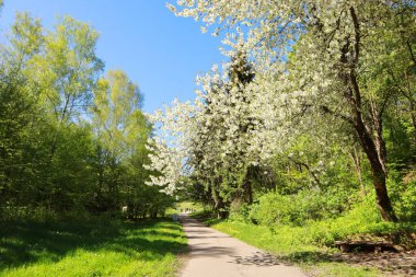  güneşli bir gün bahar peyzaj