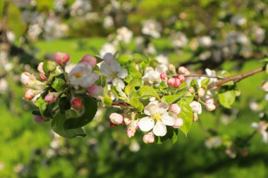 Baharda çiçek açan elma ağacının yakın görüntüsü