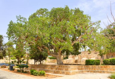 Kıbrıs 'ın Ayia Napa kentinin en yaşlı ağacı