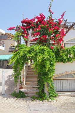  Kıbrıs Rum Kesimi Ayia Napa 'da çiçek açan eve giriş