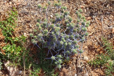 Eryngium creticum görünümünü kapat