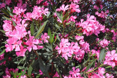 Neryum zakkumunun yakın görüntüsü