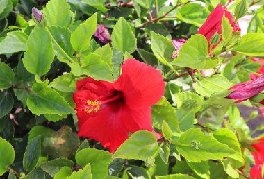 Hibiscus Fragilis 'in yakın görüntüsü