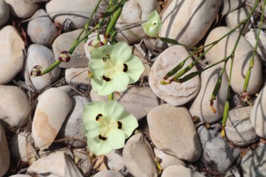  Close up view of Dietes bicolor (Sweet ex Klatt) clipart