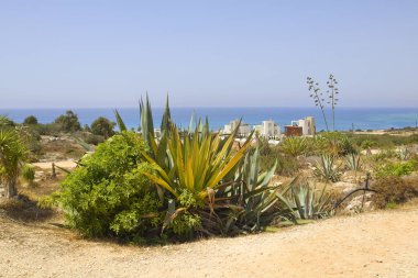 Kıbrıs Rum Kesimi 'nin Ayia Napa kentindeki Uluslararası heykel parkı yakınlarındaki kaktüs bahçesi
