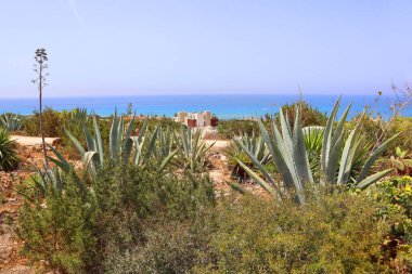 Cacti garden near International sculpture park in Ayia Napa, Cyprus clipart