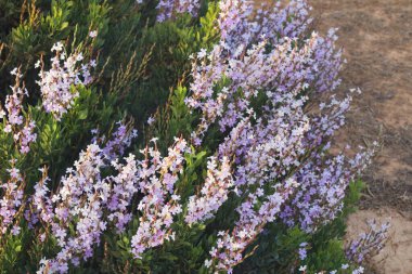 Limoniastrum monopetalum görünümünü kapat