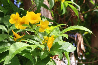 Clsoe up view of blooming Tecoma stans clipart