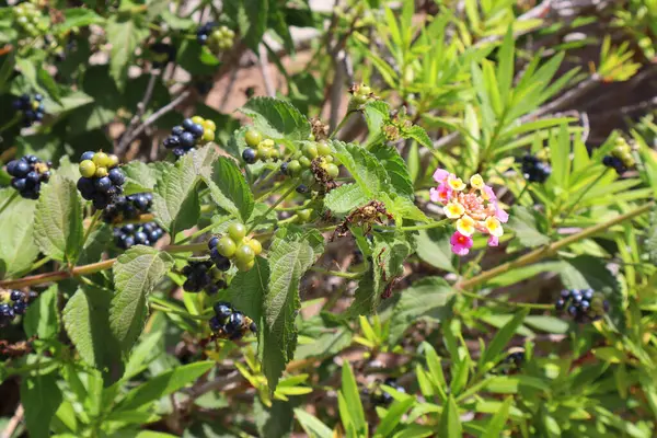 Lantana Camara 'nın yakın görüntüsü